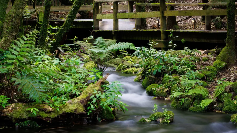 A clear stream and wooden bridge surrounded by lush greenery at Mitai Māori Village, Rotorua.