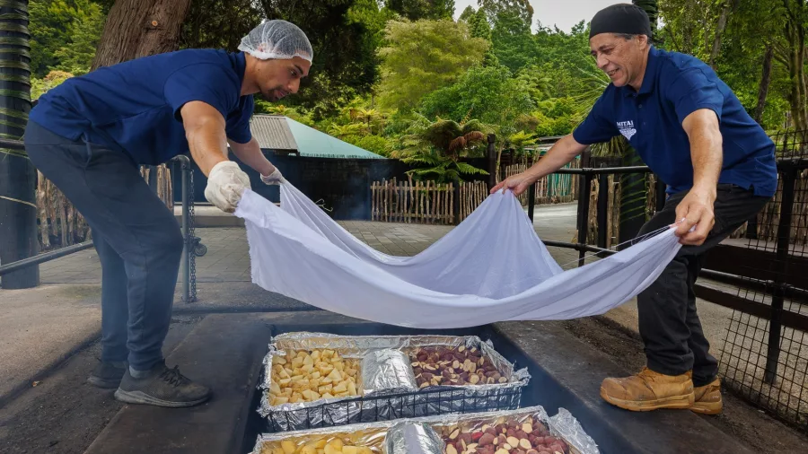 Staff uncovering a traditional hāngī meal at Mitai Māori Village in Rotorua.