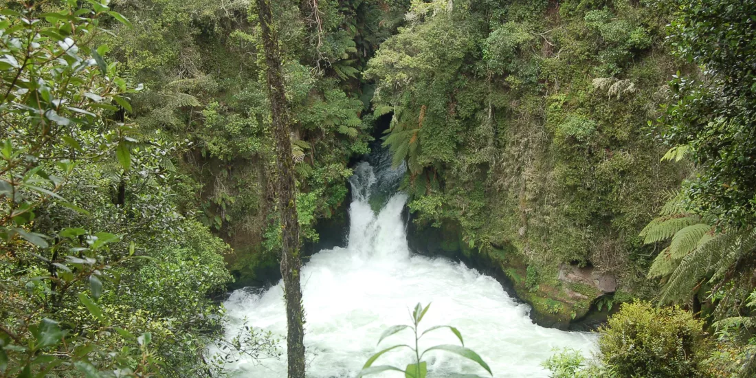 Tutea Falls on the Kaituna River, seen from a forest trail surrounded by native bush.