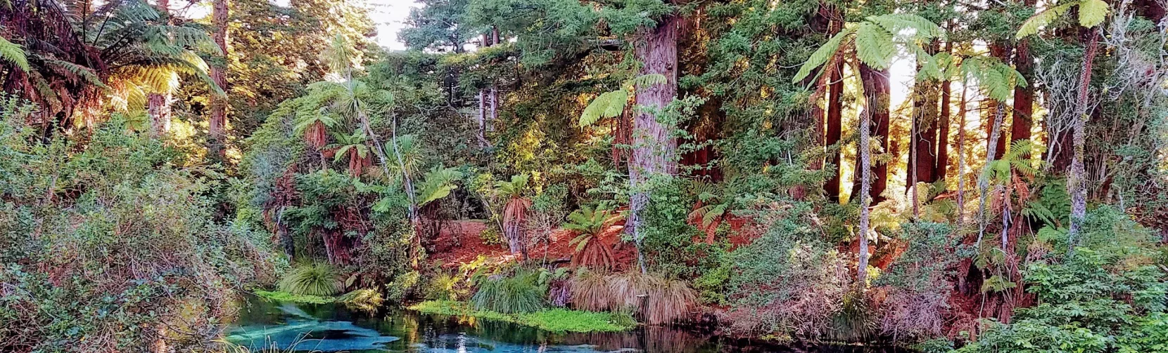 Vivid blue spring flowing through forested area near Rotorua’s Redwoods.