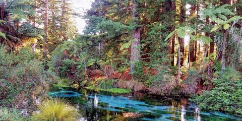 Vivid blue spring flowing through forested area near Rotorua’s Redwoods.