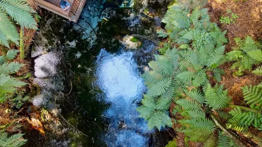 Looking down at the shimmering Blue Spring and ferns from a raised deck in Rotorua.