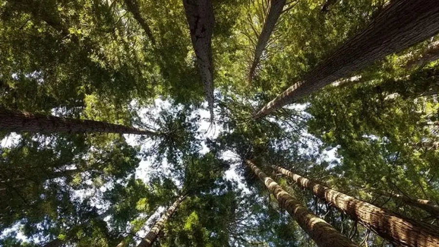 Upward view of tall redwood trees with sunlight filtering through the forest canopy.