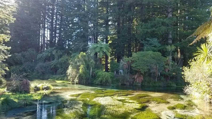 Sunlight glinting on a spring-fed stream near the base of tall redwoods in Rotorua.