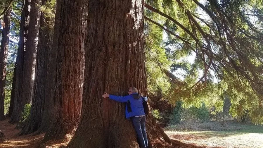 Visitor hugging a giant redwood tree in Whakarewarewa Forest, Rotorua.