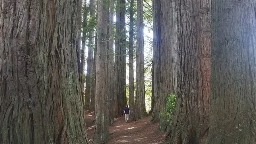 Person walking through towering redwoods in the Redwood Forest, Rotorua