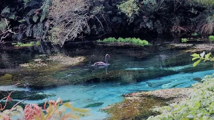 A black swan gliding through the vibrant blue waters of Hamurana Springs.