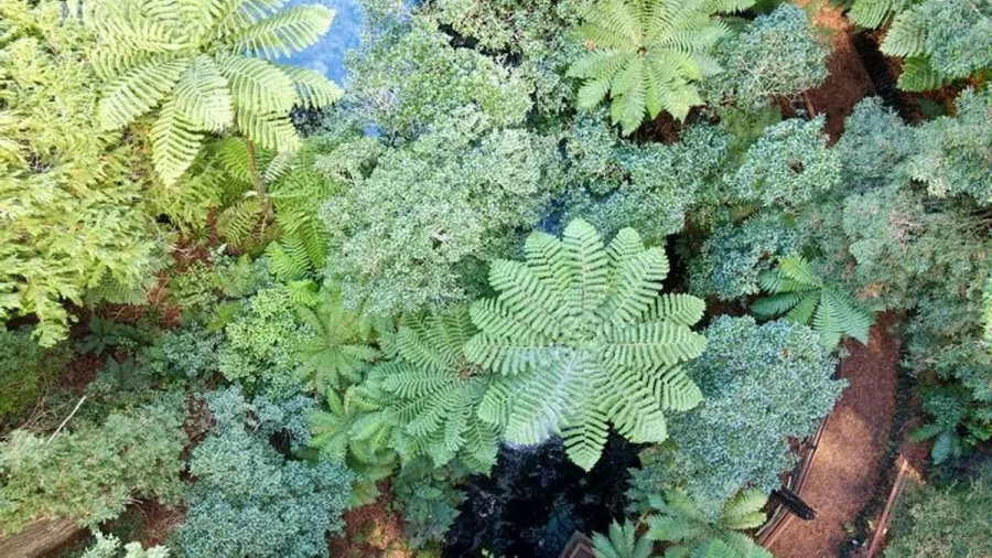 Aerial view of giant native ferns and crystal-clear water at Hamurana Springs.