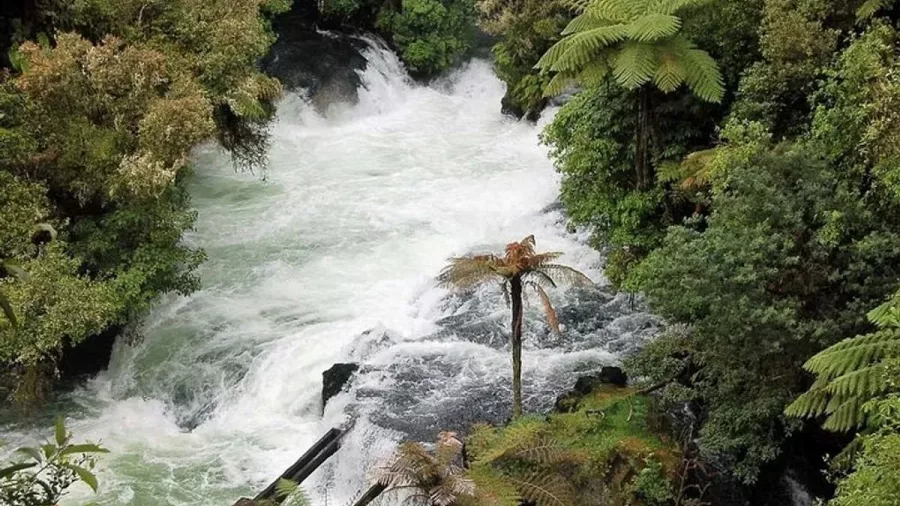 Fast-flowing whitewater at Okere Falls surrounded by native forest in Rotorua.