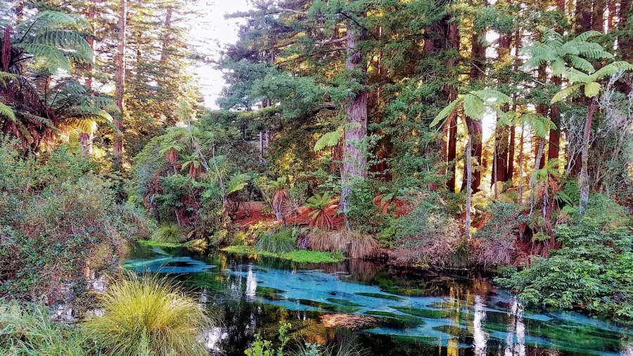 Vivid blue spring flowing through forested area near Rotorua’s Redwoods.