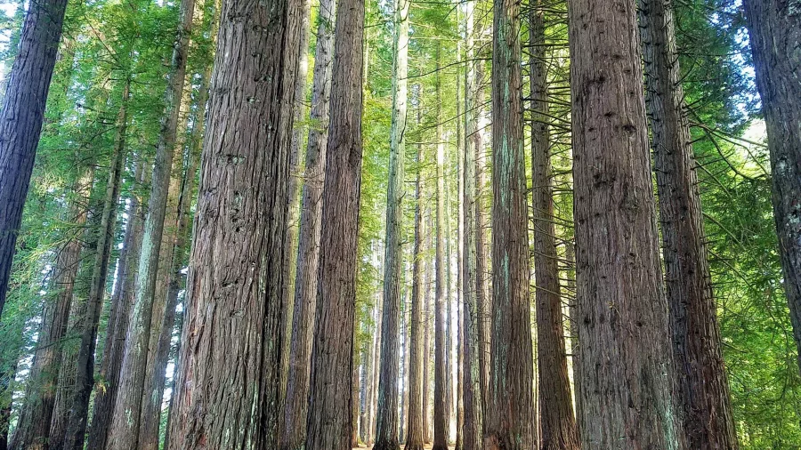 Towering redwood trees lit by golden sunlight in Rotorua’s Whakarewarewa Forest.