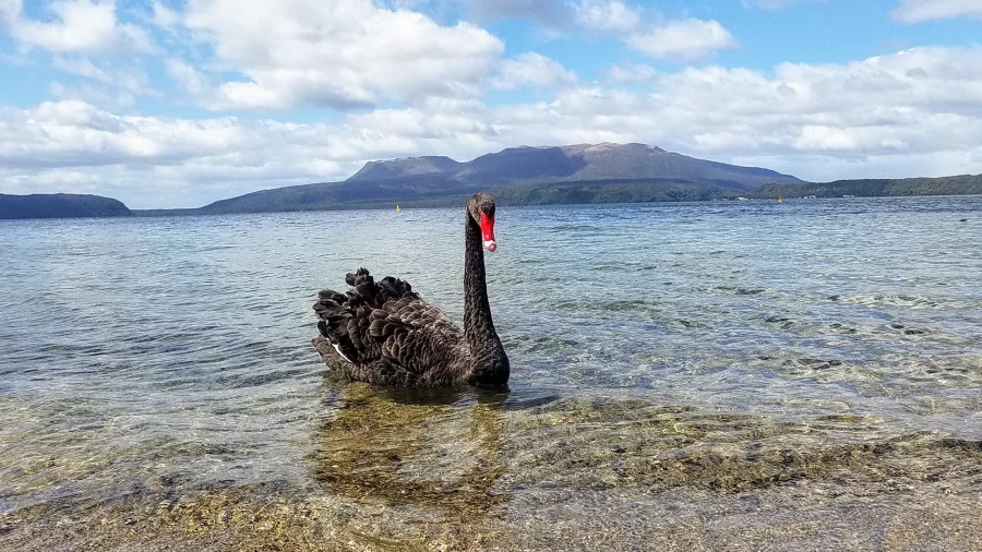 Black swan wading in the shallows of Lake Tarawera with mountains in the background.