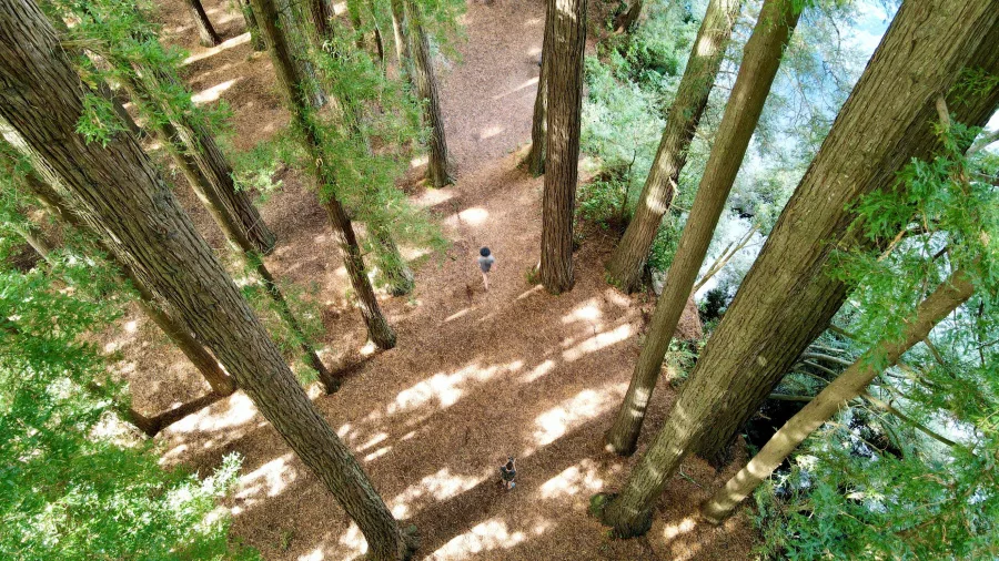 Aerial view of a person walking through tall redwood trees in Rotorua's Whakarewarewa Forest.e