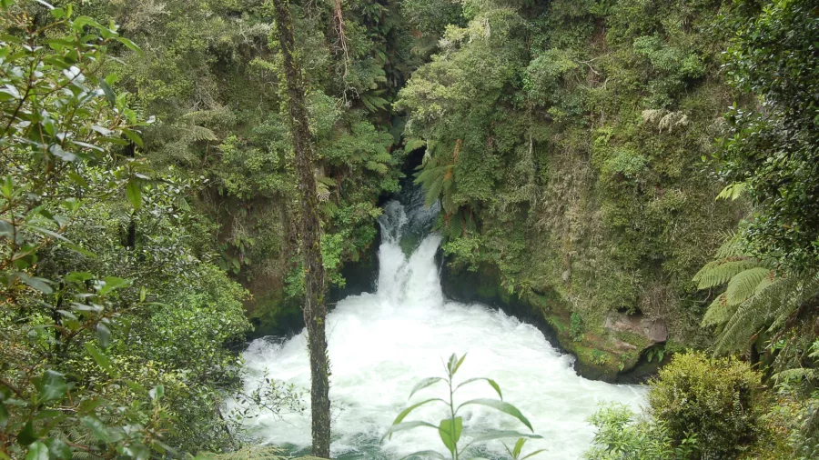 Tutea Falls on the Kaituna River, seen from a forest trail surrounded by native bush.