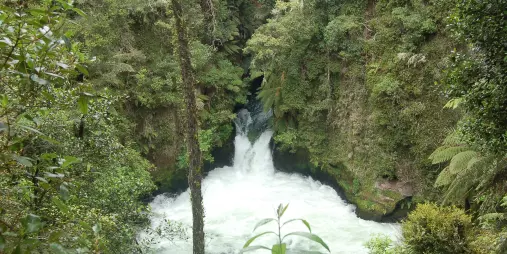 Tutea Falls on the Kaituna River, seen from a forest trail surrounded by native bush.