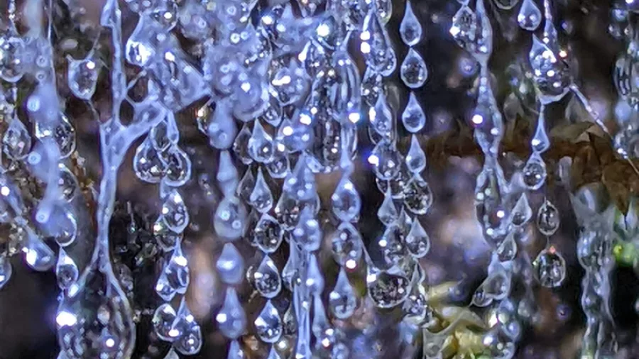 Macro shot of glow-worm silk threads with glistening droplets under light.