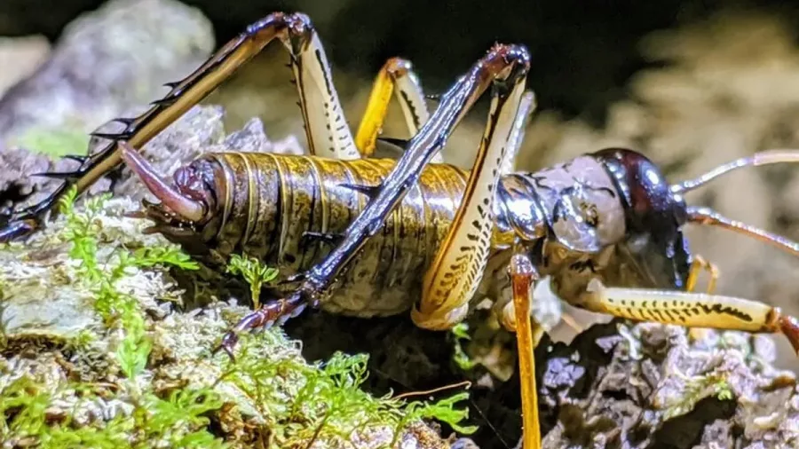 Close-up of a New Zealand wētā insect perched on moss during night-time tour.