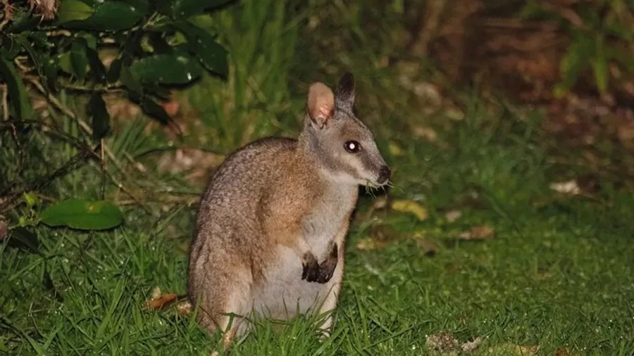 Brush-tailed wallaby sighted in native bush during a night walk in Rotorua.