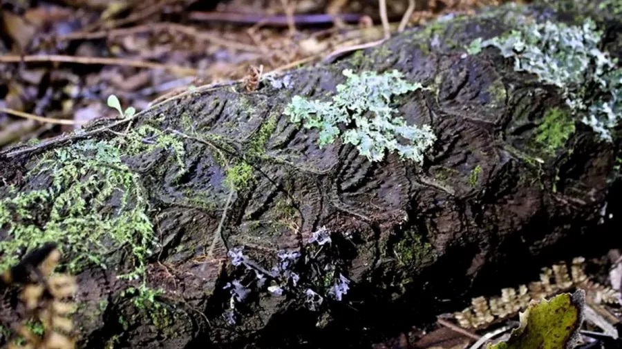 Fern fossil imprint on a forest log during a Rotorua nocturnal nature walk