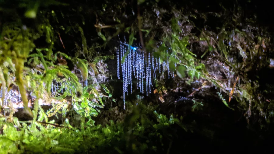 Glow worm silk threads illuminated on a mossy bank in Rotorua forest at night