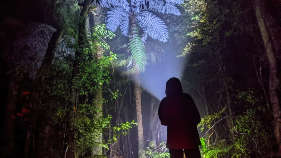 Silhouetted figure with torch shining on a towering silver tree fern during Rotorua night walk