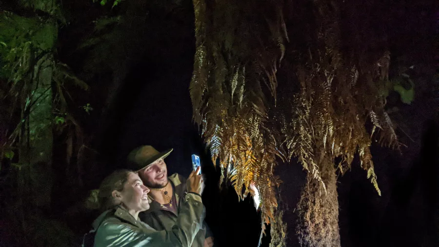 Couple observing native ferns illuminated on a night-time forest walk near Rotorua.