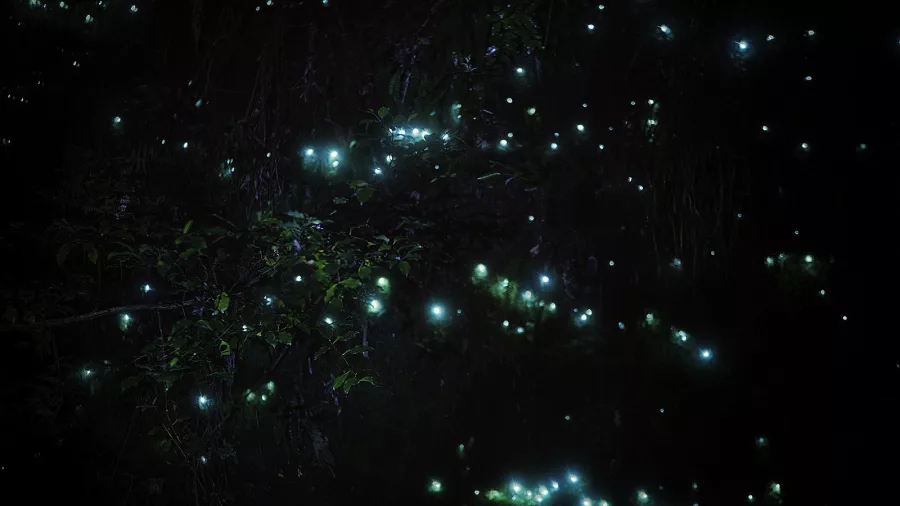 Bioluminescent glow worms glowing in the darkness of a Rotorua native forest