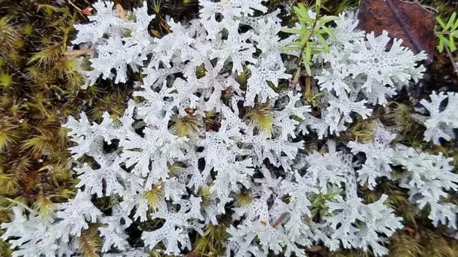 Close-up of white lichen growing among moss in Rotorua’s geothermal area