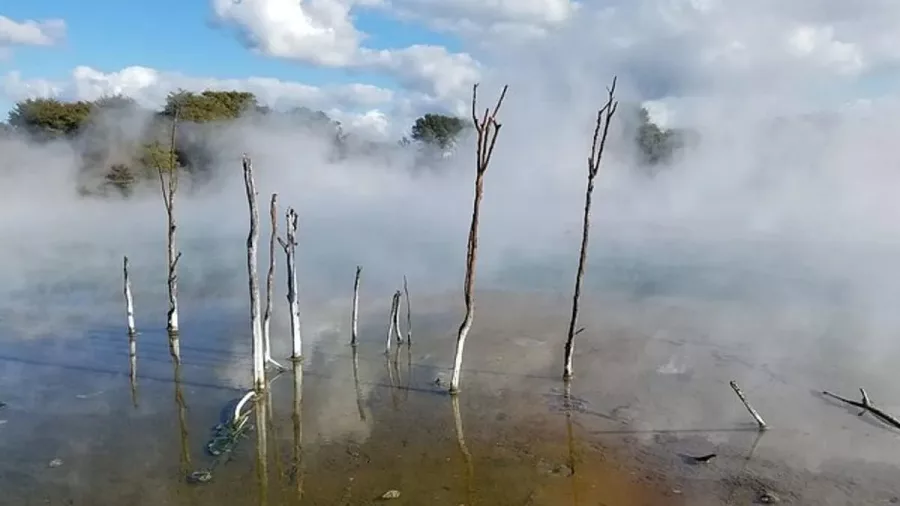 Bare trees rising from a steaming geothermal flat at Waiotapu near Rotorua.