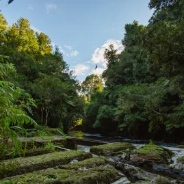 Person ziplining high above Kaituna River gorge surrounded by lush native bush in Rotorua