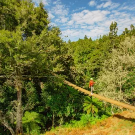 Adventurer walking across a suspension bridge in lush native forest in Rotorua