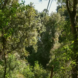 Zipliner gliding through dense native forest canopy in Rotorua’s Ōkere Falls