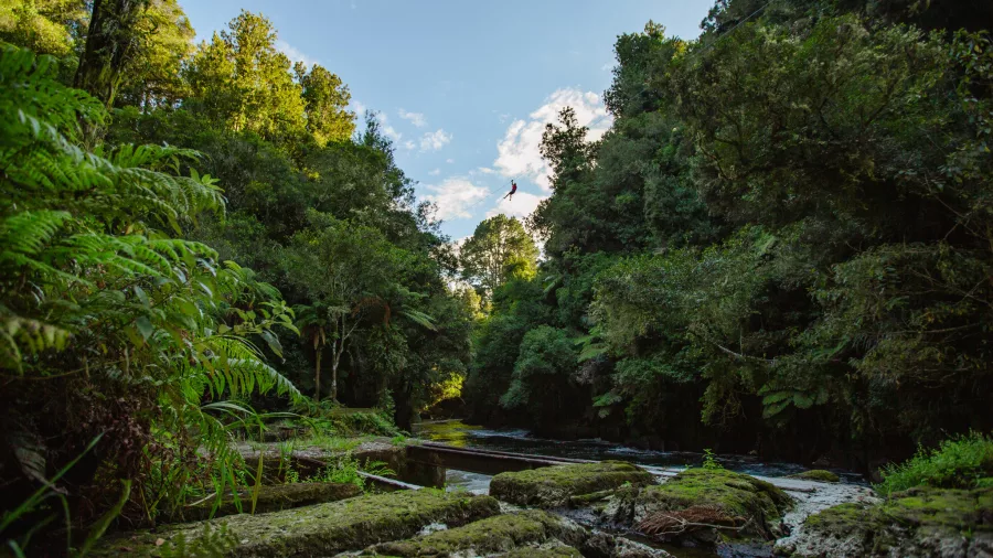 Person ziplining high above Kaituna River gorge surrounded by lush native bush in Rotorua