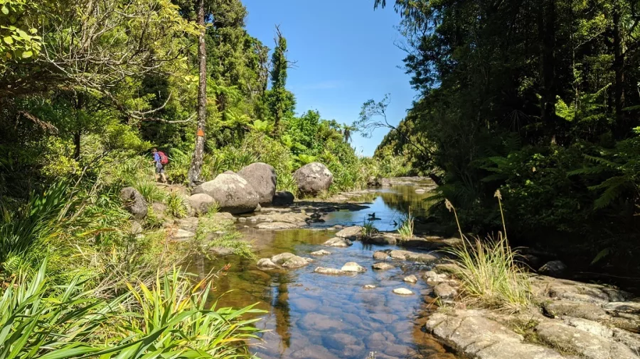 Clear stream flowing over smooth boulders with native trees lining the Wairere Falls track near Matamata in New Zealand