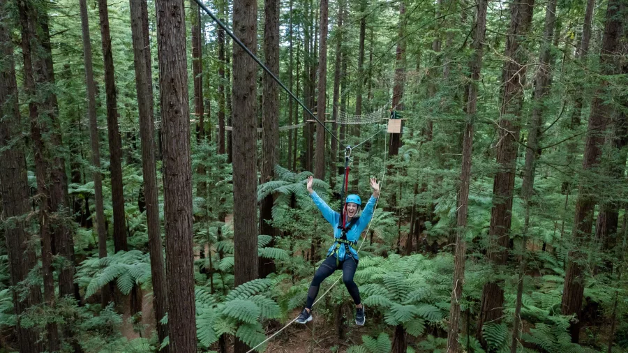 Visitor riding a zipline through the redwood forest at Redwoods Altitude, Rotorua, New Zealand