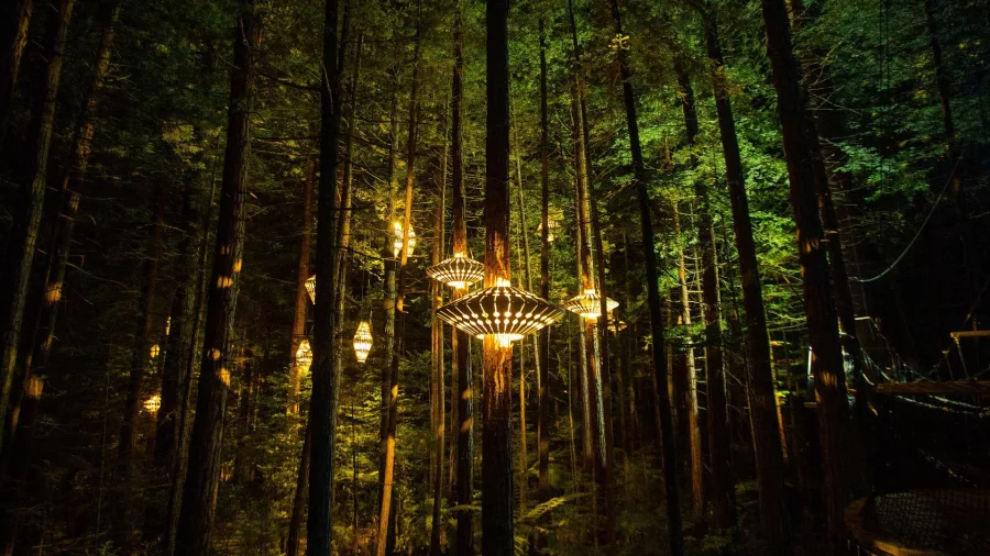 Lantern-style lights illuminating the redwood forest canopy at Redwoods Nightlights, Rotorua, New Zealand