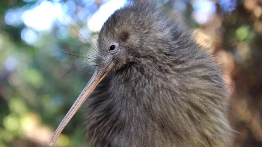 Kiwi bird in a darkened enclosure at Te Puia, Rotorua, for conservation and viewing in a natural setting