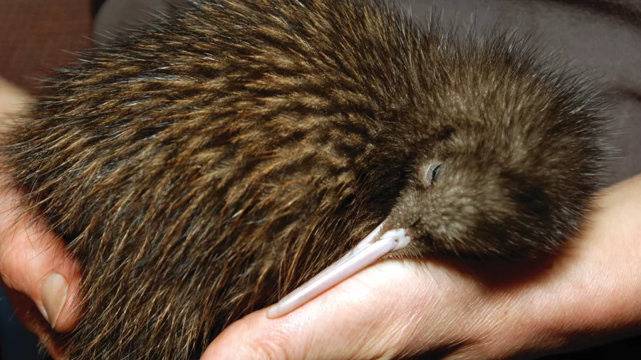 Close-up of a young kiwi bird being held carefully as part of the conservation programme at Te Puia in Rotorua