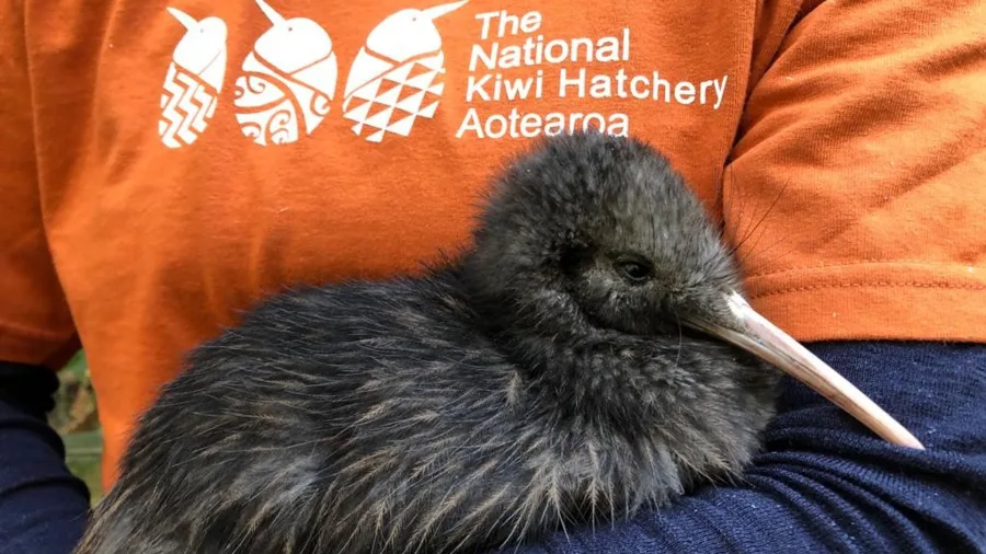 Kiwi chick being held before release at the National Kiwi Hatchery in Rotorua