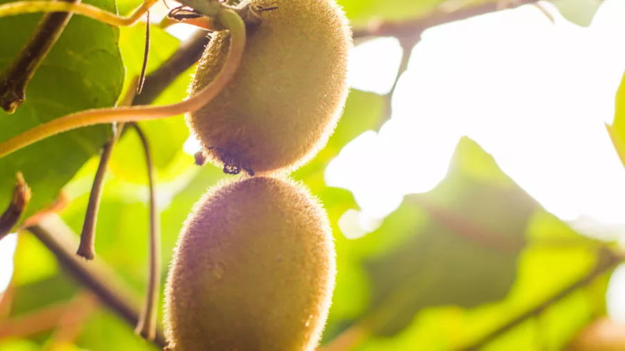Close-up of kiwi fruit growing on a vine in Te Puke, Bay of Plenty, New Zealand