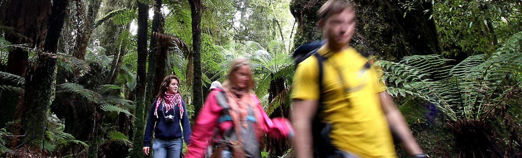 Group of hikers walking through lush rainforest in Whirinaki Forest, Bay of Plenty, New Zealand