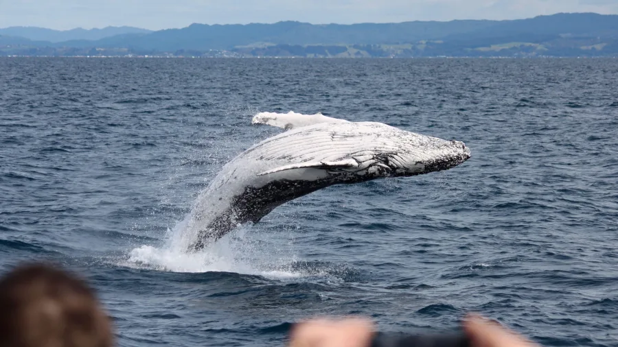Humpback whale breaching off the coast of Whakatane, Bay of Plenty, New Zealand