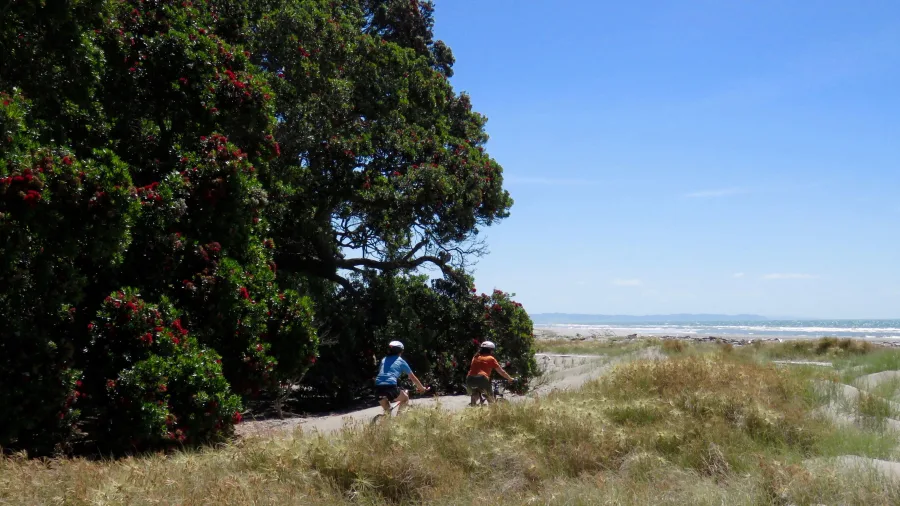 Two cyclists riding along the Dunes Trail near Whakatane, Bay of Plenty, New Zealand
