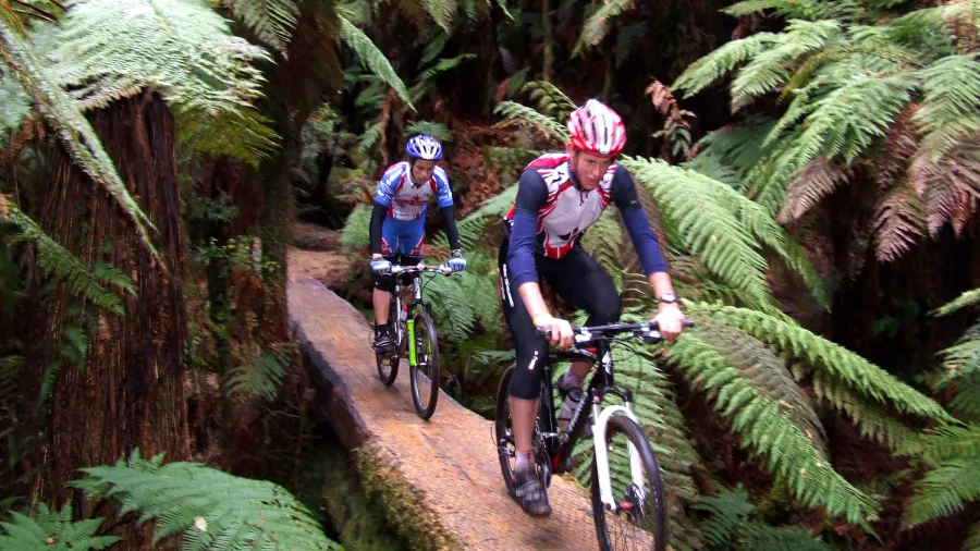 Two mountain bikers riding through lush native forest in Whirinaki, New Zealand
