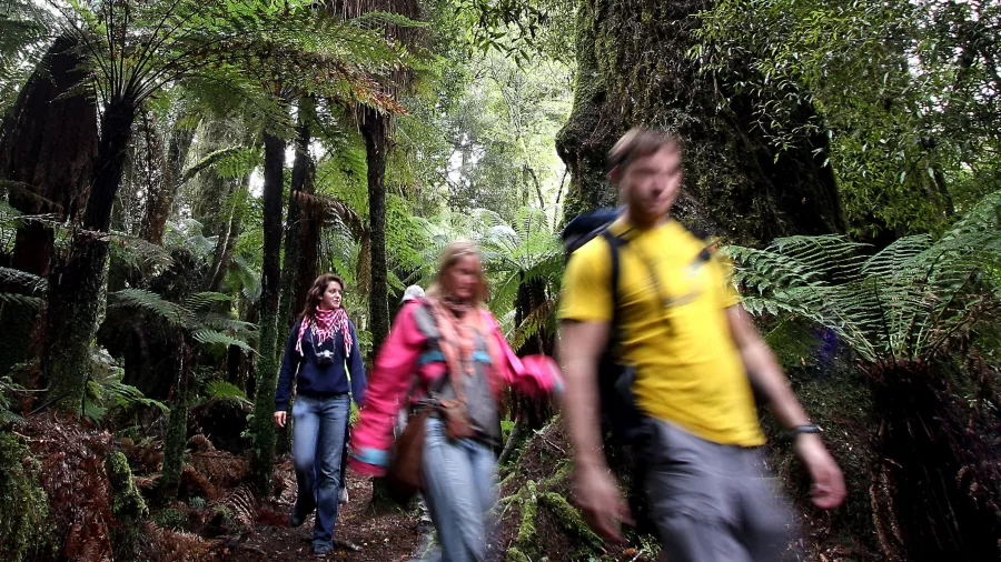 Group of hikers walking through lush rainforest in Whirinaki Forest, Bay of Plenty, New Zealand
