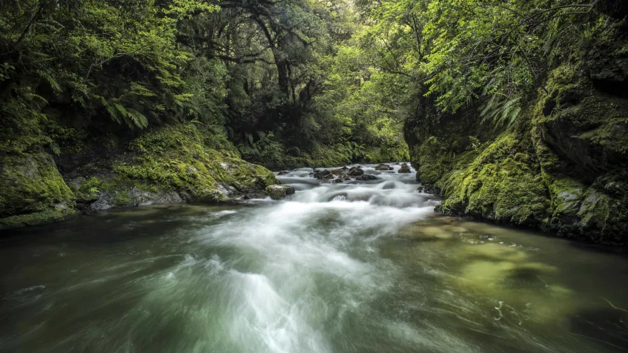 Flowing stream surrounded by lush native forest in Whirinaki, Bay of Plenty, New Zealand