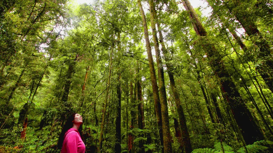 Woman looking up at towering native trees in Whirinaki Forest Park, Bay of Plenty, New Zealand