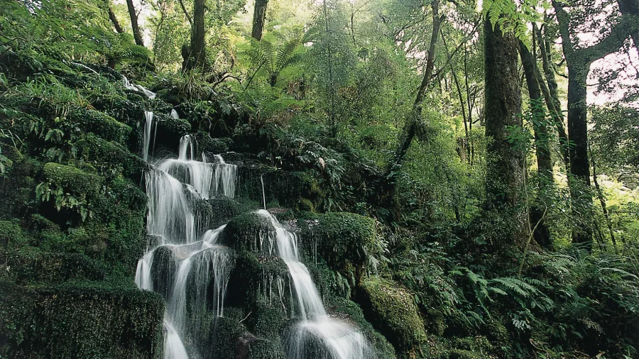 Water cascading over moss-covered rocks in Whirinaki Forest Park, Bay of Plenty, New Zealand