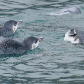 White-flippered penguins swimming in Akaroa Harbour, Banks Peninsula, New Zealand