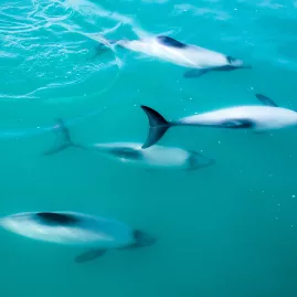 Hector’s dolphins swimming in the clear waters of Akaroa Harbour, New Zealand
